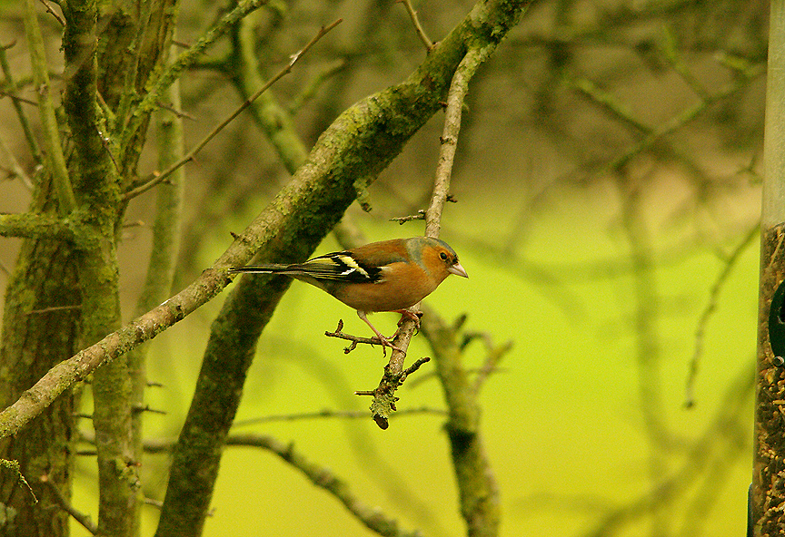 CHAFFINCH . BOWLING GREEN MARSH . TOPSHAM . DEVON . 4 . 2 . 2016