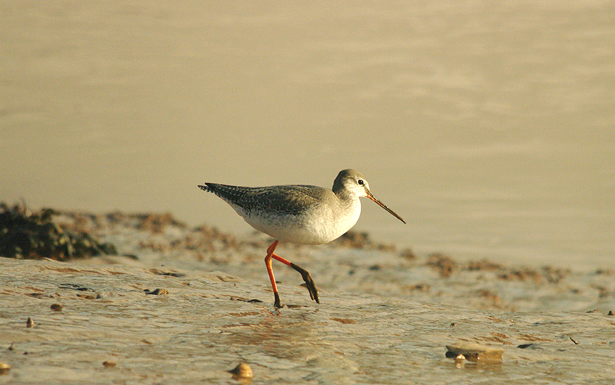 SPOTTED REDSHANK , THE CLYST ESTUARY , TOPSHAM , DEVON , ENGLAND . 11 , 2 , 2016