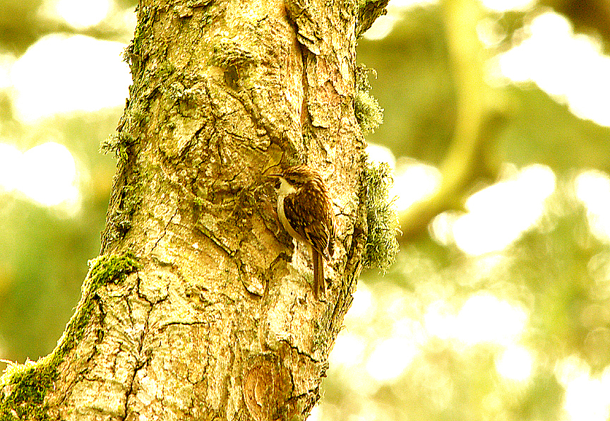 TREECREEPER . RIVERSMEET HOUSE . TOPSHAM . DEVON . ENGLAND . 29 . 2 . 2016