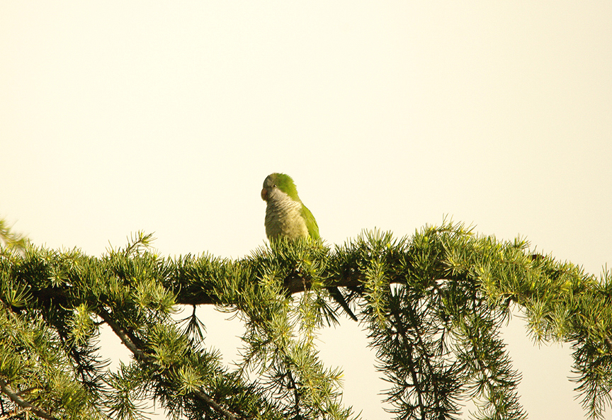 MONK PARAKEET , MADRID , SPAIN , 13 , 4 , 2016