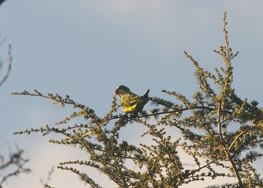 MONK PARAKEET. MADRID . SPAIN . 13 . 4 . 2016