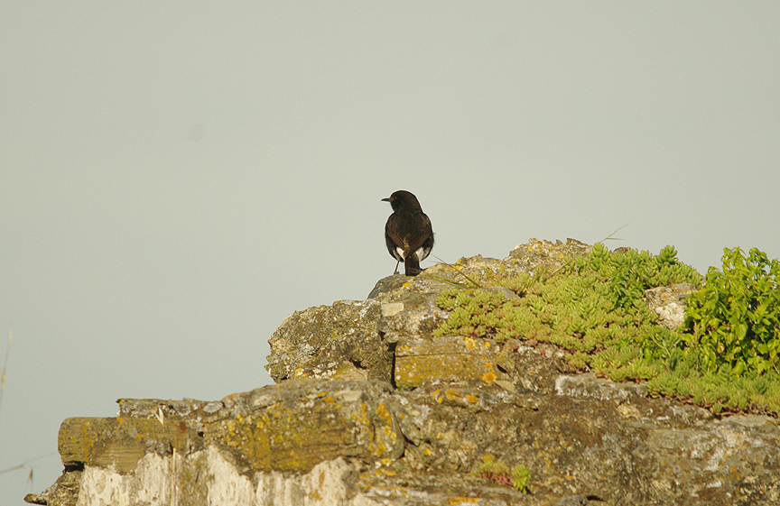 BLACK WHEATEAR , ALCANTARA , SPAIN , 18 , 4 , 2016