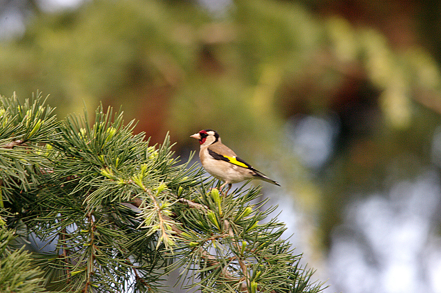 GOLDFINCH . MADRID . SPAIN . 13 . 4 . 2016