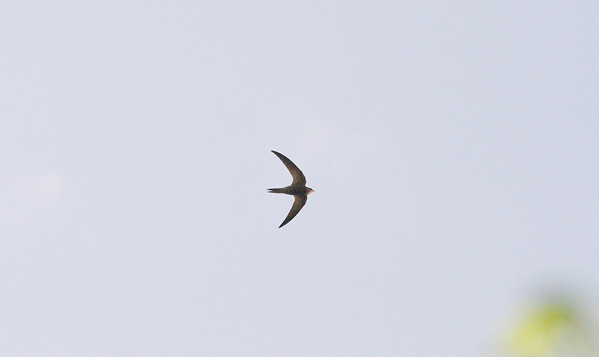 PALLID SWIFT . ALCANTARA . SPAIN . 17 . 4 . 2016