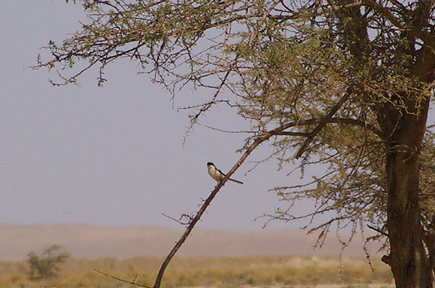  DESERT GREY SHRIKE . THE AOUSSARD ROAD . THE SAHARA DESERT . WESTERN SAHARA . 6 / 3 / 2010