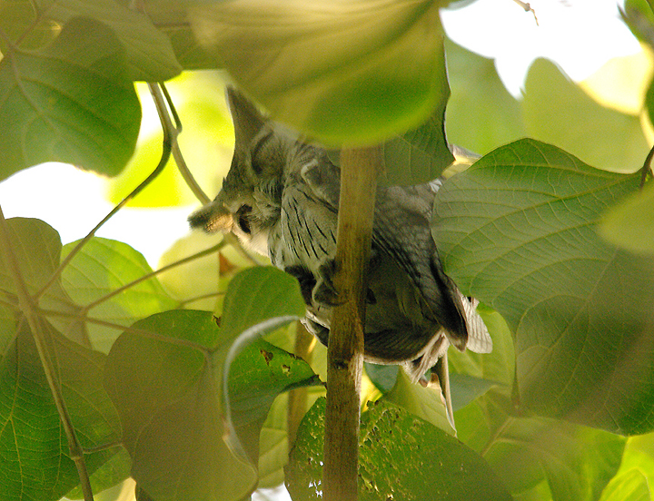 WHITE-FACED SCOPS OWL . THE SEWAGE WORKS . KOLOLI . GAMBIA . 10 . 11 . 2014