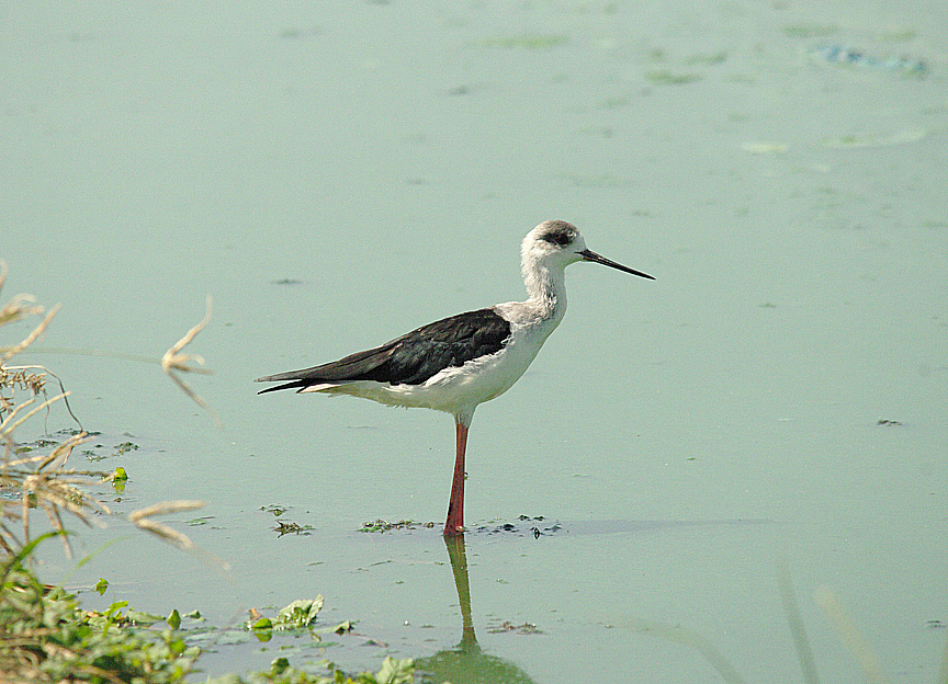 BLACK-WINGED STILT . THE SEWAGE WORKS . KOLOLI . GAMBIA . 13 . 11 . 2014