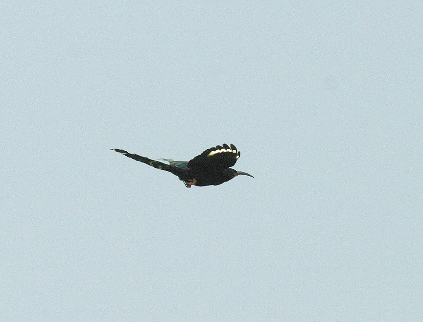 GREEN WOOD-HOOPOE , THE CYCLE TRACK , KOLOLI , GAMBIA , 14 , 11 , 2014