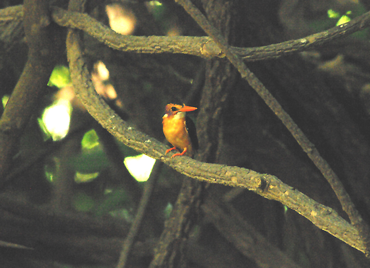 AFRICAN PYGMY KINGFISHER . PIRANG . BONTO FOREST . GAMBIA . 15 . 11 . 2014