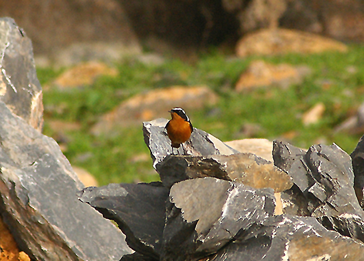  MOUSSIER`S REDSTART .  TIZNIT TO BOUNEAKARN . MOROCCO . 3 / 3 / 2010