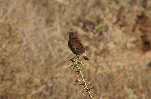  BLACK WHEATEAR ( Juvenile ) . LAAYOUNE TO LEMSID . WESTERN SAHARA . 4 / 3 / 2010 