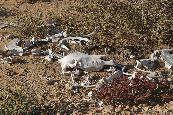  CAMEL BONES . THE SAHARA DESERT . WESTERN SAHARA . 4 / 3 / 2010 