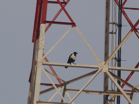  PIED CROW .THE CAFE CHTOUKAN . WESTERN SAHARA . 5 / 3 / 2010