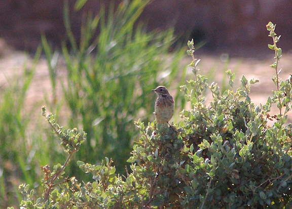  RED THROATED PIPIT . CUTOUKA TO DAKHLA . WESTERN SAHARA . 5 / 3 / 2010