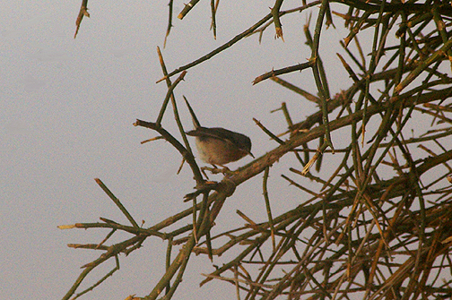  SUBALPINE WARBLER . THE AOUSSARD ROAD . WESTERN SAHARA . 6 / 3 / 2010 