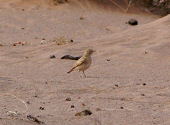  BAR TAILED DESERT LARK . THE AOUSSARD ROAD . WESTERN SAHARA . 6 / 3 / 2010