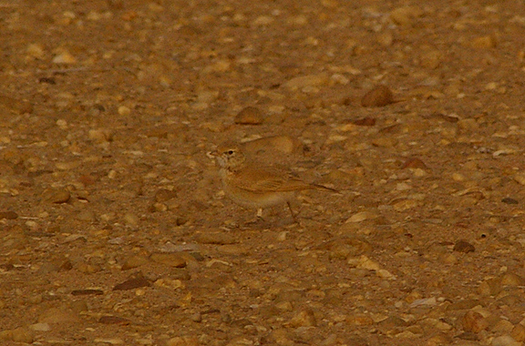  BAR TAILED DESERT LARK . THE AOUSSARD ROAD . WESTERN SAHARA