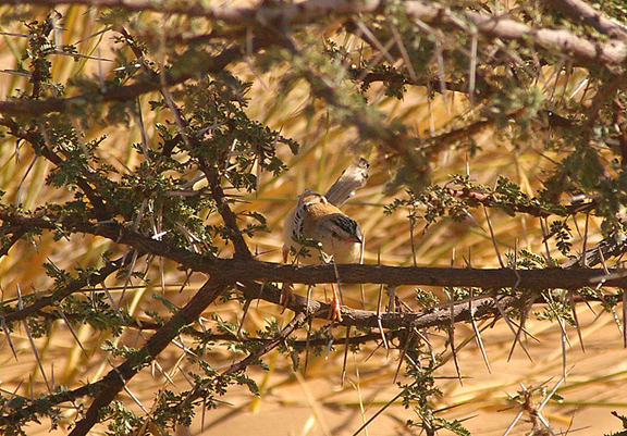  CRICKET WARBLER . THE AOUSSARD ROAD . WESTERN SAHARA . 6 / 3 / 2010 