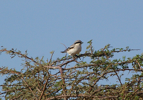 DESERT SHRIKE . THE AOUSSARD ROAD . WESTERN SAHARA . 7 / 3 / 2010