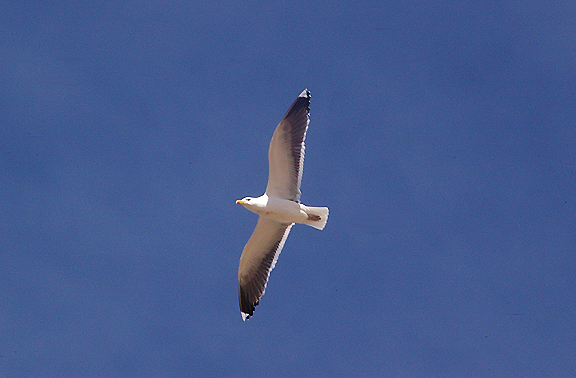  KELP GULL . THE KHNIFISS LAGOON . WESTERN SAHARA . 8 / 3 / 2010
