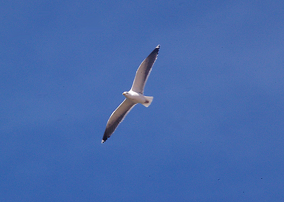  KELP GULL . THE KHNIFISS LAGOON . WESTERN SAHARA . 8 / 3 / 2010 