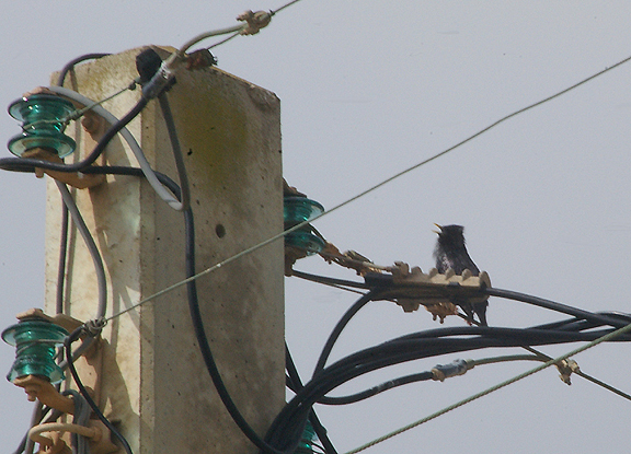 SPOTLESS STARLING . THE OUED MASSA VILLAGE . MOROCCO . 9 / 3 / 2010 