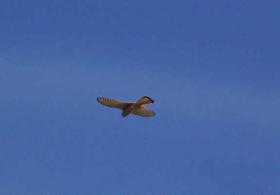  COMMON KESTREL . THE OUED MASSA RESERVE . MOROCCO . 9 / 3 / 2010