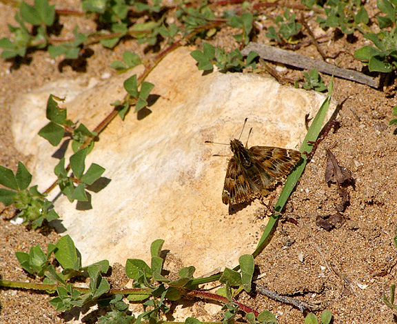 FALSE MALLOW SKIPPER . THE OUED MASSA RESERVE . MOROCCO . 9 / 3 / 2010