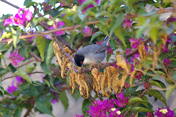  SARDINIAN WARBLER . THE MOTEL RIBIS . AGADIR . MOROCCO . 10 / 3 / 2010 