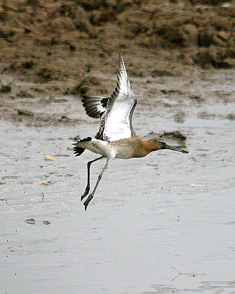 BLACK-TAILED GODWIT . BOWLING GREEN MARSH . TOPSHAM . DEVON . 20 . 8 . 2016