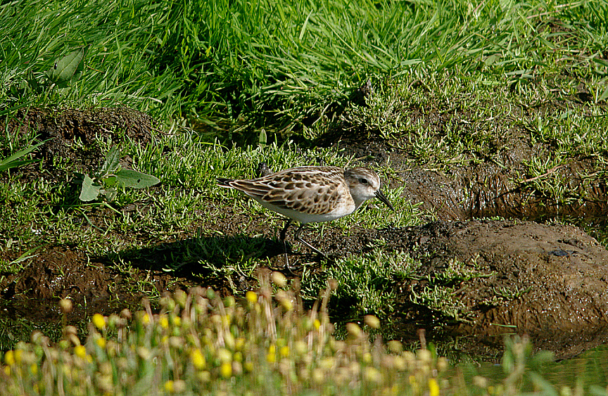LITTLE STINT ( Juvenile ) . BLACKHOLE MARSH . SEATON . DEVON . 21 . 8 . 2016 