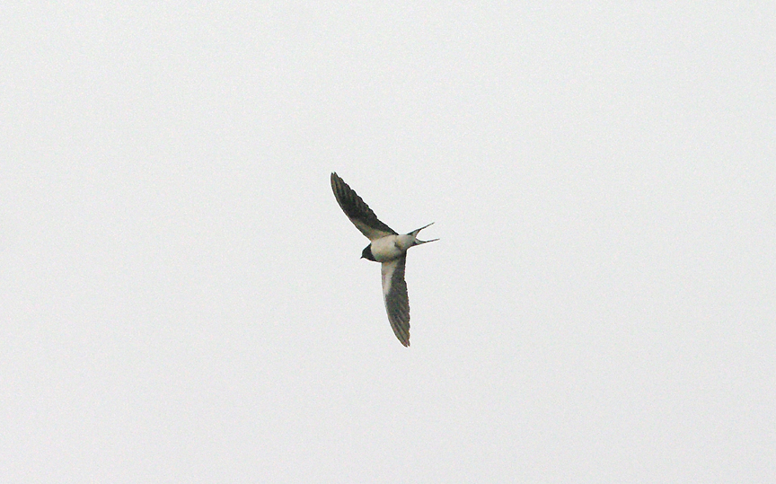 SWALLOW . BOWLING GREEN MARSH . TOPSHAM . DEVON . 2 . 9 . 2016