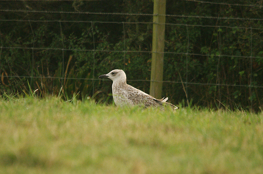 YELLOW-LEGGED GULL . ORCOMBE POINT . EXMOUTH . DEVON . 3 . 9 . 2016