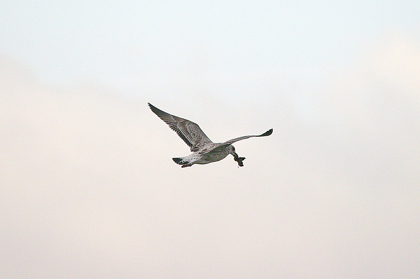 YELLOW-LEGGED GULL , ORCOMBE POINT , EXMOUTH , DEVON , 3 , 9 , 2016