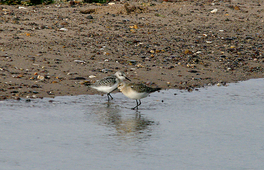 SANDERLING & CURLEW SANDPIPER . EXMOUTH BEACH . DEVON . 3 . 9 . 2016