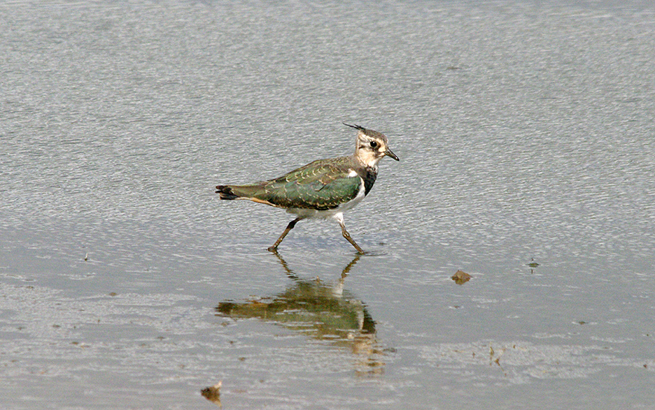 NORTHERN LAPWING ( Juvenile ) . BOWLING GREEN MARSH . TOPSHAM . DEVON . ENGLAND . 11 . 9 . 2016