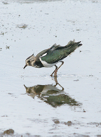 NORTHERN LAPWING ( Juvenile ) . BOWLING GREEN MARSH . TOPSHAM . DEVON . ENGLAND . 11 . 9 . 2016 