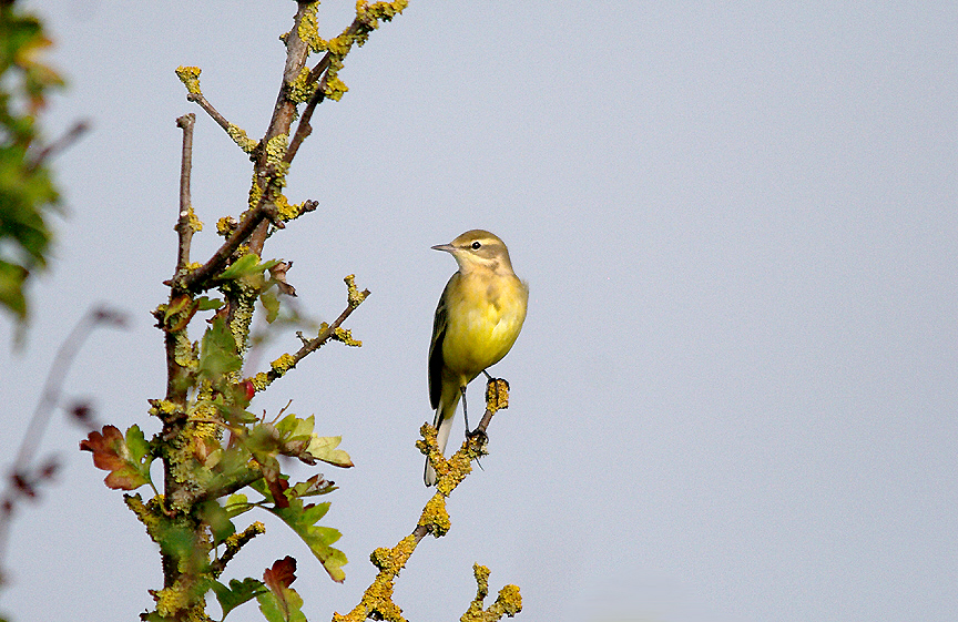 YELLOW WAGTAIL , ORCOMBE POINT AREA , EXMOUTH , DEVON , 14 , 9 , 2016