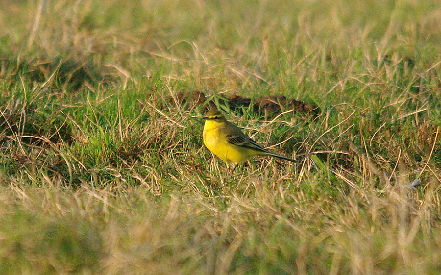 YELLOW WAGTAIL . ORCOMBE POINT AREA . EXMOUTH . DEVON . 14 . 9 . 2016