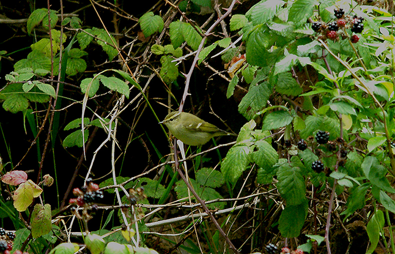 YELLOW-BROWED WARBLER , BERRY HEAD QUARRY , DEVON , 7 , 10 , 2016