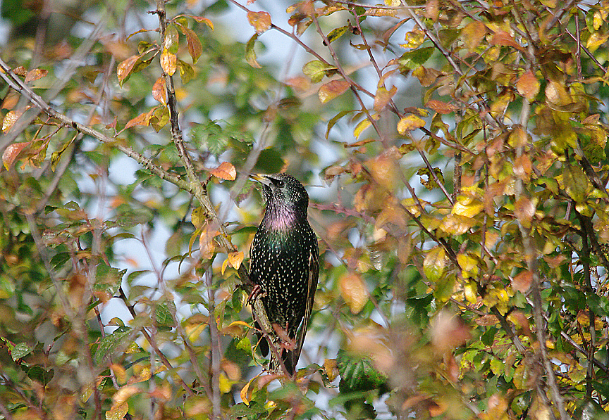 COMMON STARLING . BOWLING GREEN MARSH . TOPSHAM . DEVON . 31 . 10 . 2016
