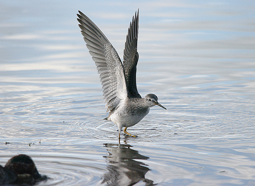 LESSER YELLOWLEGS , CHEDDAR RESERVOIR , SOMERSET , 2 , 11 , 2016