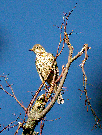 MISTLE THRUSH . BOWLING GREEN MARSH . TOPSHAM . DEVON . 5 . 10 . 2016