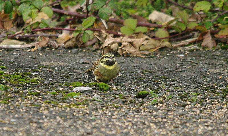 CIRL BUNTING , BROADSANDS , DEVON , 8 , 11 , 2016