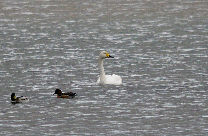 BEWICK`S SWAN . BLAGDON LAKE . SOMERSET . ENGLAND . 9 . 11 . 2016