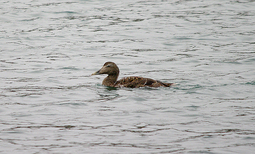 COMMON EIDER , ( Somateria mollissima ) . ( Juvenile ) , BROADSANDS , DEVON , 8 , 11 , 2016