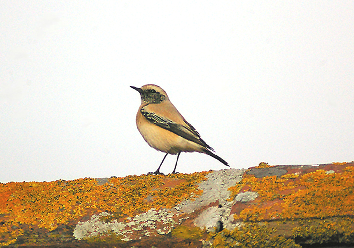 DESERT WHEATEAR . MANSANDS . DEVON . 18 . 11 . 2011 