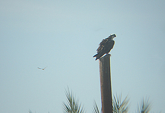 OSPREY . Nr MECCA . CALIFORNIA . USA . 19 / 7 / 2009