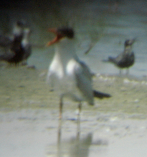  CASPIAN TERN , THE SALTON SEA , CALIFORNIA . 19 / 7 / 2009
