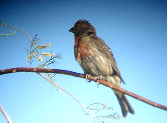  HOUSE FINCH ( Male ) , LA QUINTA , CALIFORNIA . 20 / 7 / 2009 